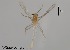  (Cladotanytarsus isigacedeus - XL504)  @11 [ ] CreativeCommons-Attribution Non-Commercial Share-Alike (2020) Xiaolong Lin Nankai University, College of Life Sciences