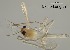  (Rheotanytarsus yamamotoi - XL509)  @11 [ ] CreativeCommons-Attribution Non-Commercial Share-Alike (2020) Xiaolong Lin Nankai University, College of Life Sciences