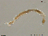  (Tanytarsus sp. 19XL - XL523)  @11 [ ] CreativeCommons - Attribution Non-Commercial Share-Alike (2016) NTNU University Museum, Department of Natural History NTNU University Museum, Department of Natural History
