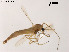  (Kiefferulus tainanus - XL773)  @13 [ ] CreativeCommons - Attribution Non-Commercial Share-Alike (2019) Xiaolong Lin College of Life Sciences, Nankai University
