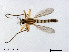  (Brillia brevicornis - XL842)  @11 [ ] CreativeCommons - Attribution Non-Commercial Share-Alike (2019) Xiaolong Lin College of Life Sciences, Nankai University