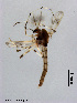  (Microtendipes sp. 1XL - XL843)  @13 [ ] CreativeCommons - Attribution Non-Commercial Share-Alike (2018) Xiaolong Lin College of Life Sciences, Nankai University