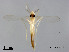  (Stenochironomus sp. 6XL - XL853)  @13 [ ] CreativeCommons - Attribution Non-Commercial Share-Alike (2019) Xiaolong Lin College of Life Sciences, Nankai University