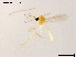  (Rheotanytarsus ferringtoni - XL916)  @11 [ ] CreativeCommons - Attribution Non-Commercial Share-Alike (2018) Xiaolong Lin College of Life Sciences, Nankai University