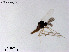  (Mesosmittia patrihortae - ZJ181)  @11 [ ] CreativeCommons-Attribution Non-Commercial Share-Alike (2020) Xiaolong Lin Nankai University, College of Life Sciences