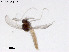  (Nilotanypus sp. 1XL - ZJ228)  @11 [ ] CreativeCommons-Attribution Non-Commercial Share-Alike (2020) Xiaolong Lin Nankai University, College of Life Sciences