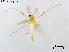  (Demicryptochironomus spatulatus - ZJ402)  @11 [ ] CreativeCommons-Attribution Non-Commercial Share-Alike (2020) Xiaolong Lin Nankai University, College of Life Sciences