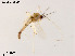  (Polypedilum johannseni - ZJ005)  @11 [ ] CreativeCommons-Attribution Non-Commercial Share-Alike (2020) Xiaolong Lin Nankai University, College of Life Sciences