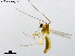  (Dicrotendipes nigrocephalicus - ZJ557)  @11 [ ] CreativeCommons-Attribution Non-Commercial Share-Alike (2020) Xiaolong Lin Nankai University, College of Life Sciences