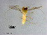  (Tanytarsus tamaoctavus - ZJ678)  @11 [ ] CreativeCommons-Attribution Non-Commercial Share-Alike (2020) Xiaolong Lin Nankai University, College of Life Sciences