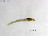  (Synorthocladius bifidus - ZJ739)  @11 [ ] CreativeCommons-Attribution Non-Commercial Share-Alike (2020) Xiaolong Lin Nankai University, College of Life Sciences