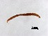  (Polypedilum sp. 27 SC - ZJ778)  @11 [ ] CreativeCommons-Attribution Non-Commercial Share-Alike (2020) Xiaolong Lin Nankai University, College of Life Sciences