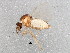  (Forcipomyia sp. 5ES - BIOUG01929-D05)  @14 [ ] CreativeCommons - Attribution (2012) CBG Photography Group Centre for Biodiversity Genomics