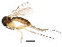  (Brevicornu bipartitum - BIOUG01931-H03)  @14 [ ] CreativeCommons - Attribution (2012) CBG Photography Group Centre for Biodiversity Genomics