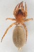  (Haplodrassus signifer - AKO_001126)  @15 [ ] CreativeCommons - Attribution Non-Commercial (2015) Marko Mutanen University of Oulu