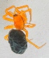 (Hypomma bituberculatum - AKO_001852)  @15 [ ] CreativeCommons - Attribution Non-Commercial (2015) Marko Mutanen University of Oulu