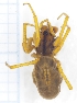  (Pachygnatha sp. n. arctica - UUI0478)  @11 [ ] CreativeCommons - Attribution Non-Commercial (2018) Marko Mutanen University of Oulu