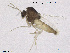  (Corynoneura lacustris - CH-eik114)  @13 [ ] CreativeCommons - Attribution Non-Commercial Share-Alike (2013) NTNU Museum of Natural History and Archaeology NTNU Museum of Natural History and Archaeology