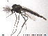  (Glyptotendipes - CH-eik125)  @13 [ ] CreativeCommons - Attribution Non-Commercial Share-Alike (2013) NTNU Museum of Natural History and Archaeology NTNU Museum of Natural History and Archaeology
