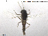  ( - CH-eik51)  @13 [ ] CreativeCommons - Attribution Non-Commercial Share-Alike (2013) NTNU Museum of Natural History and Archaeology NTNU Museum of Natural History and Archaeology