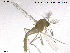  (Gymnometriocnemus pallidus - CH-eik64)  @13 [ ] CreativeCommons - Attribution Non-Commercial Share-Alike (2013) NTNU Museum of Natural History and Archaeology NTNU Museum of Natural History and Archaeology