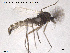  (Metriocnemus picipes - CH-eik80)  @14 [ ] CreativeCommons - Attribution Non-Commercial Share-Alike (2013) NTNU Museum of Natural History and Archaeology NTNU Museum of Natural History and Archaeology