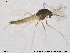  ( - CH-eik88)  @13 [ ] CreativeCommons - Attribution Non-Commercial Share-Alike (2013) NTNU Museum of Natural History and Archaeology NTNU Museum of Natural History and Archaeology