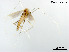  (Polypedilum huapingense - LSHP43)  @11 [ ] CreativeCommons-Attribution Non-Commercial Share-Alike (2020) Xiaolong Lin Nankai University, College of Life Sciences