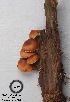  (Galerina sp. 1 - MQ17055-QFB29563)  @11 [ ] Copyright (2017) Jacques Landry Mycoquebec