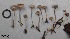  (Mycena sp. 1 - MQ17060-QFB29568)  @11 [ ] Copyright (2017) Jacques Landry Mycoquebec