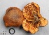  (Gymnopilus sp. 1 - MQ17069-QFB29577)  @11 [ ] Copyright (2017) Jacques Landry Mycoquebec