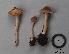  (Inocybe minima - MQ17124-QFB29632)  @11 [ ] Copyright (2017) Jacques Landry Mycoquebec