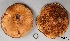  (Paxillus sp. 1 - MQ17263-QFB29771-HRL2451)  @11 [ ] Copyright (2017) Jacques Landry Mycoquebec