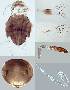  (Signiphora bennetti - DNA 1318)  @11 [ ] CreativeCommons - Attribution Non-Commercial Share-Alike (2019) SNSB Staatliche Naturwissenschaftliche Sammlungen Bayerns SNSB, Zoologische Staatssammlung Muenchen