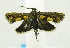  ( - USNM ENT 00808302)  @12 [ ] Unspecified (default): All Rights Reserved  Unspecified Unspecified