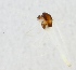  (Tanytarsus lactescens - ZMUO.025331)  @11 [ ] CreativeCommons - Attribution Non-Commercial (2015) Marko Mutanen University of Oulu