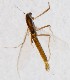  (Cladotanytarsus gedanicus - ZMUO.025355)  @11 [ ] CreativeCommons - Attribution Non-Commercial (2015) Marko Mutanen University of Oulu