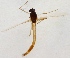  (Stenochironomus hibernicus - ZMUO.025367)  @11 [ ] CreativeCommons - Attribution Non-Commercial (2015) Marko Mutanen University of Oulu