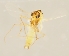  (Corynoneura carriana - ZMUO.025835)  @11 [ ] CreativeCommons - Attribution Non-Commercial (2016) Marko Mutanen University of Oulu