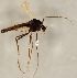 (Chaetocladius binotatus - ZMUO.025976)  @11 [ ] CreativeCommons - Attribution Non-Commercial (2016) Marko Mutanen University of Oulu