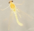  (Tanytarsus smolandicus - ZMUO.026126)  @11 [ ] CreativeCommons - Attribution Non-Commercial (2016) Marko Mutanen University of Oulu