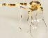 (Cricotopus trifasciatus - ZMUO.026171)  @14 [ ] CreativeCommons - Attribution Non-Commercial (2016) Marko Mutanen University of Oulu