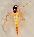  (Microtendipes confinis - ZMUO.026182)  @12 [ ] CreativeCommons - Attribution Non-Commercial (2016) Marko Mutanen University of Oulu