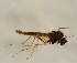  (Aagaardia sivertseni - ZMUO.026272)  @11 [ ] CreativeCommons - Attribution Non-Commercial (2016) Marko Mutanen University of Oulu