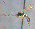  (Chiloplatys kalyx - CNCHYM013210)  @11 [ ] Copyright (2014) HRM the Queen in Right of Canada, AAFC Canadian National Collection of Insects, Arachnids and Nematodes