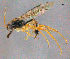  (Chiloplatys divergens - CNCHYM013261)  @11 [ ] Copyright (2014) HRM the Queen in Right of Canada, AAFC Canadian National Collection of Insects, Arachnids and Nematodes