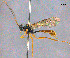 (Chiloplatys mexicanus - CNCHYM013437)  @13 [ ] Copyright (2014) HRM the Queen in Right of Canada, AAFC Canadian National Collection of Insects, Arachnids and Nematodes