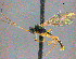  ( - CNCHYM 09358)  @13 [ ] Copyright (2014) HRM the Queen in Right of Canada, AAFC Canadian National Collection of Insects, Arachnids and Nematodes