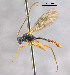  (Chiloplatys - CNCHYM 09951)  @15 [ ] Copyright (2014) HRM the Queen in Right of Canada, AAFC Canadian National Collection of Insects, Arachnids and Nematodes