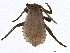  (Symydobius - BIOUG01236-A06)  @14 [ ] CreativeCommons - Attribution (2012) CBG Photography Group Centre for Biodiversity Genomics